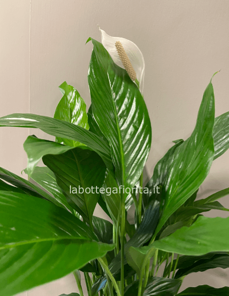 Pianta Spathiphyllum