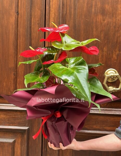 Pianta di Anthurium Rosso
