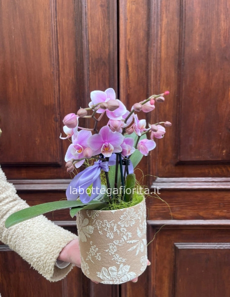 Pianta di phalaenopsis piccola