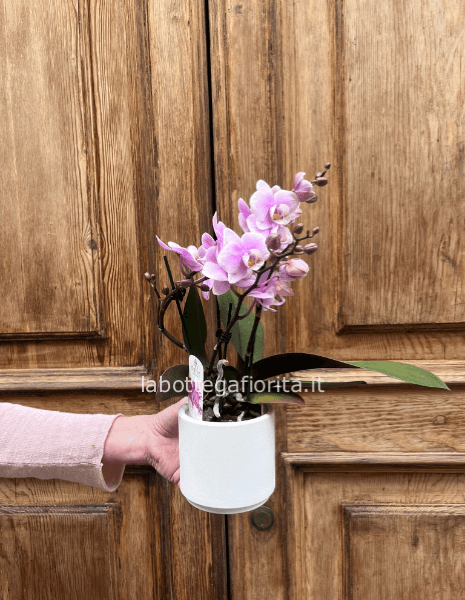 Pianta di Phaleonopsis Piccola 