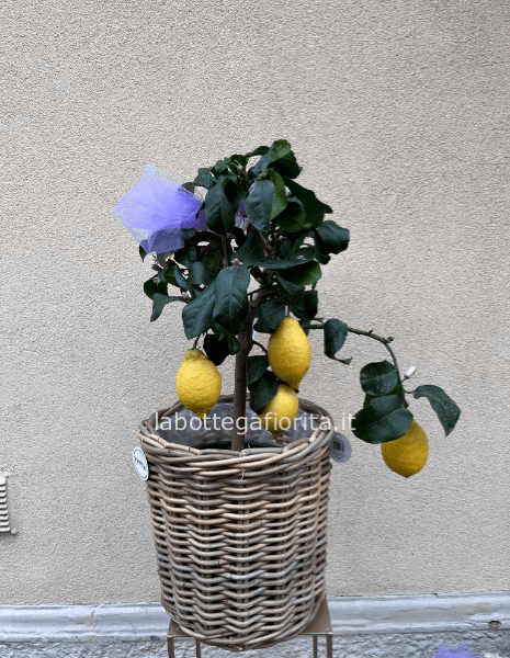 Pianta di Limone