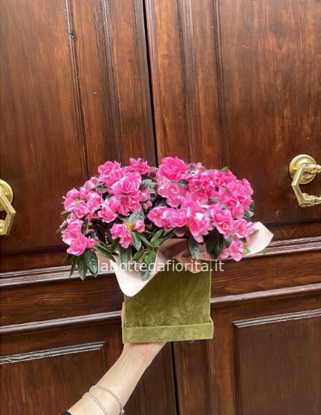 Azalea in Cappelliera