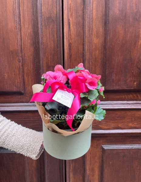 Begonia in Cappelliera