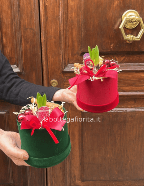 Bulbo Cappelliera 1 Bulbo