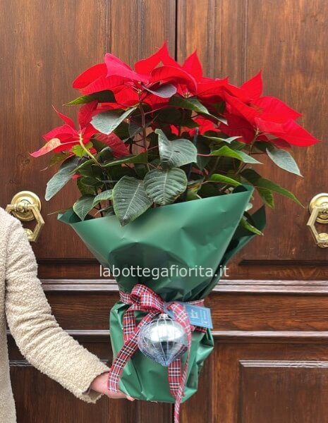 Stella di Natale Small